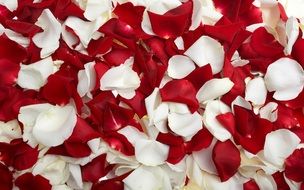 delicate white and red rose petals