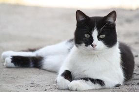 Black and white cat on the ground