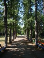 alley among pine trees in the park