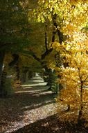 autumn fall color avenue castle laupheim