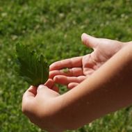 big and small leaves in child's hands