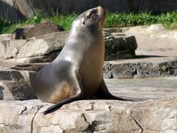 Picture of sea lion in the zoo