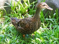 duck child in the grass