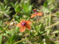 general view lysimachia arvensis, the red Pimpernel