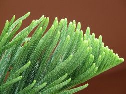 Araucaria is an evergreen coniferous plant