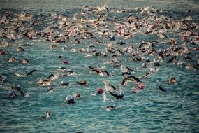 swimming people in the open sea