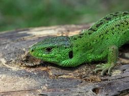 green sand lizard on a log