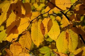 colorful autumn leaves fall