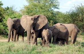 cute charming elephants family