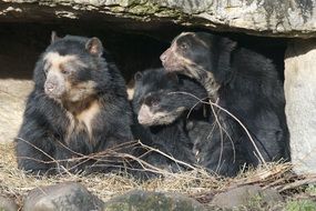 Black bear family in stones