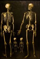 Ä°llustration of skeletons