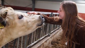 young girl pats cow in stall