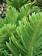 Branches of araucaria