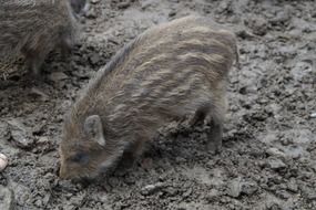 striped pig in mud