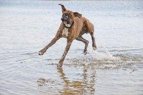 Dog is jumping in the water