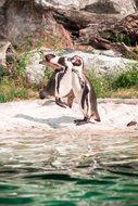 Two penguin in the zoo
