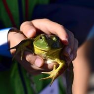 frog in child hands