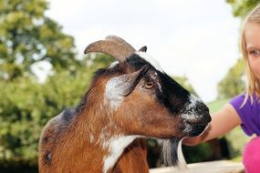 goat in petting zoo