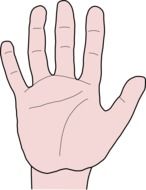 human hand on a white background as an illustration