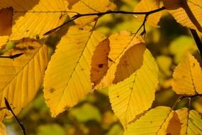 yellow leaves of white beech