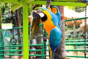 insanely beautiful parrot