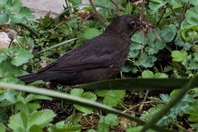 Blackbird on the ground