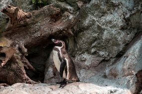 Penguin on the background of stone