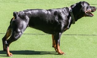 profile photo of a rottweiler on a green lawn