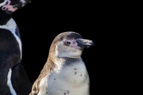 penguins fun