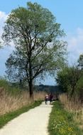 a man walks along a trail near a tree