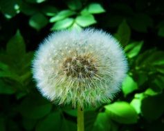 fluffy dandelion seeds in summer