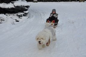 boy in the dog sled