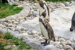 brown and white penguins family