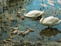 swans with ducklings near the shore
