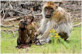 Family of the barbary macaques