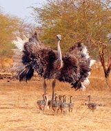 Family of the ostrich birds