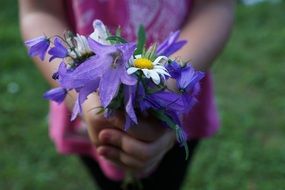 strauss flowers purple color hands child