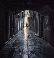 pigeon on pavement and man in dark alley, italy, venice