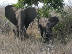 elephant with a cub in the wild africa