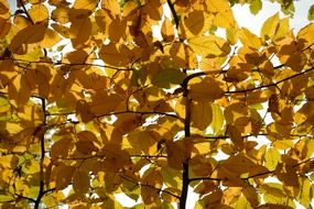 hornbeam tree in autumn