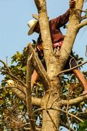 man in a tree chopping branches