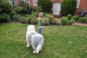 boy with ball and dog in the meadow