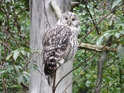 Ural owl on a tree close up