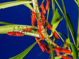 red beetle family crawl