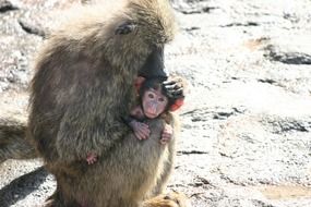 Parent and monkey child