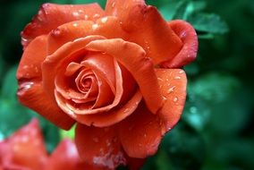 red rose with droplet water