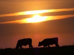 silhouettes of two cows on a background of orange sunse