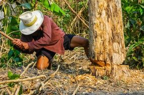 man cuts a tree in the forest