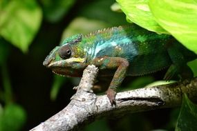 chameleon lizard multi coloured animal