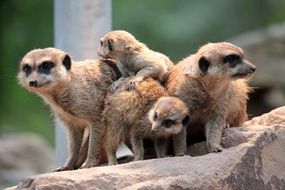meerkat family on stone